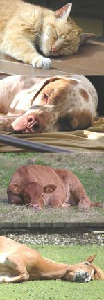 Bilderleiste von mehreren schlafenden Tieren